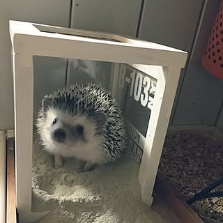 はりねずみケージのインテリア実例 Roomclip ルームクリップ