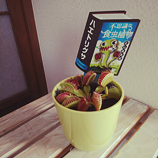 ハエトリグサ のインテリア実例 Roomclip ルームクリップ