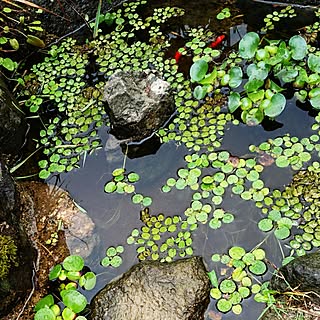 ビオトープ風/ほてい草とメダカ/水草/メダカのいる庭/金魚...などのインテリア実例 - 2017-06-08 05:47:47