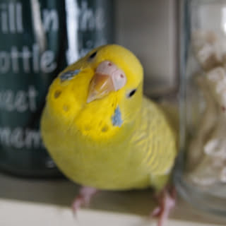 ベッド周り/カメラマークを消したくて/いいね!ありがとうございます♪/自己満足( ̄^ ̄)ゞ/フォロワー様に感謝です !...などのインテリア実例 - 2018-11-19 20:56:43