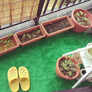 部屋全体/mmpoohさんからのひまわりの種♡/ナチュラルキッチンのラック/植物のある暮らし/ホームセンター好き...などのインテリア実例 - 2018-07-17 17:44:02