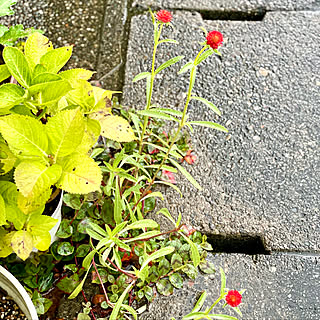 千日紅 ストロベリーフィールドのインテリア実例 Roomclip ルームクリップ