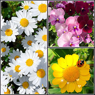 4月18日/お花のある暮らし/カラフル大好き❤︎/フォロワー様の優しさに感謝です♡/頑張る！...などのインテリア実例 - 2019-04-18 18:19:22