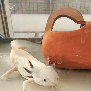 癒し ウーパールーパーのインテリア実例 Roomclip ルームクリップ