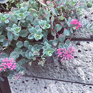 ミセバヤの花のインテリア実例 Roomclip ルームクリップ