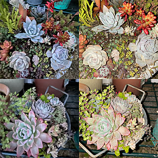 iPhone11pro/いつもいいねやコメントありがとう♡♪/植中毒/多肉植物/DIY女子...などのインテリア実例 - 2020-01-23 16:45:59