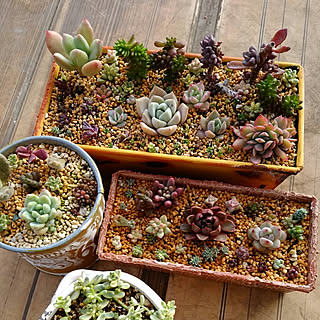 多肉植物 葉挿しの赤ちゃんのインテリア実例 Roomclip ルームクリップ