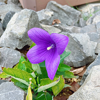 桔梗の花のインテリア実例 Roomclip ルームクリップ