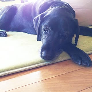 部屋全体/RCの出会いに感謝♡/次男犬/殺処分のない世界/温かくご覧下さい。...などのインテリア実例 - 2017-03-25 08:57:10