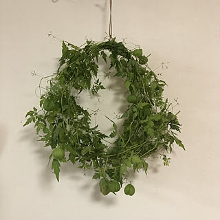 フウセンカズラのリースのインテリア実例 Roomclip ルームクリップ