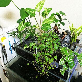 観葉植物 アクアテラリウムのインテリア実例 Roomclip ルームクリップ