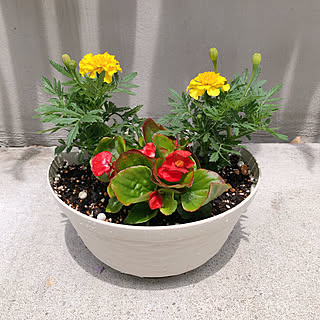 寄せ植え ベゴニアのインテリア実例 Roomclip ルームクリップ