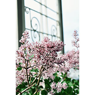 姫ライラックのインテリア実例 Roomclip ルームクリップ