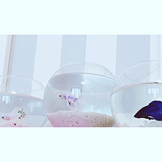 ベタ飼ってます ベタ水槽のインテリア実例 Roomclip ルームクリップ ベタ飼ってます ベタ水槽のインテリア実例 Roomclip ルームクリップ