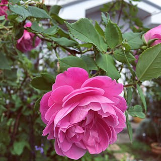 玄関/入り口/ラ レーヌ ヴィクトリア/2018.5.9/コメントお気遣いなく(⁎ᴗ͈ˬᴗ͈⁎)/植物からの癒し...などのインテリア実例 - 2018-05-09 23:12:46