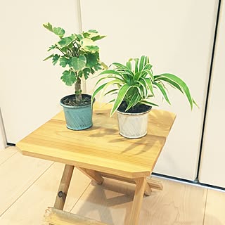 カインズホーム ミニ観葉植物のインテリア実例 Roomclip ルームクリップ