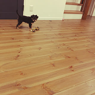 パイン材の床 犬と暮らすのインテリア実例 Roomclip ルームクリップ