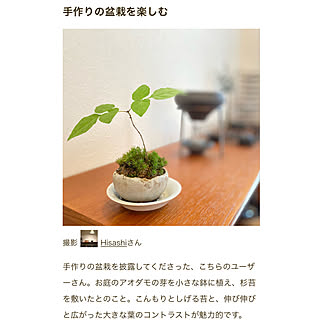 バス トイレ 盆栽のおしゃれなアレンジ 飾り方のインテリア実例 Roomclip ルームクリップ