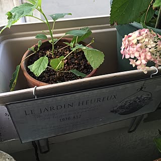 アナベル 挿し木のインテリア実例 Roomclip ルームクリップ