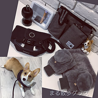 しまむら 犬のいる暮らしのインテリア実例 Roomclip ルームクリップ