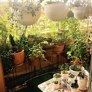 ふうせんかずらのインテリア実例 Roomclip ルームクリップ