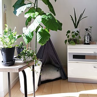 観葉植物 葉水用の霧吹きのインテリア実例 Roomclip ルームクリップ 観葉植物 葉水用の霧吹きのインテリア実例 Roomclip ルームクリップ
