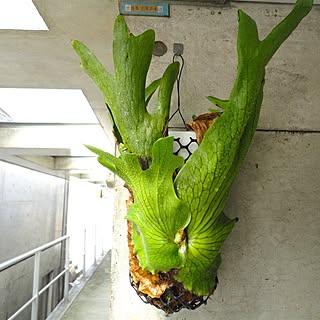 コウモリラン プラティケリウムのインテリア実例 Roomclip ルームクリップ