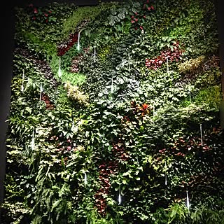 部屋全体/台風怖い/グリーン/ジャングル化計画/観葉植物/ウォールグリーン...などのインテリア実例 - 2016-03-01 22:38:57