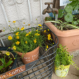 100均 鉢 自転車のかご