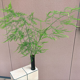 ガーデニング アスパラガスの葉のインテリア実例 Roomclip ルームクリップ