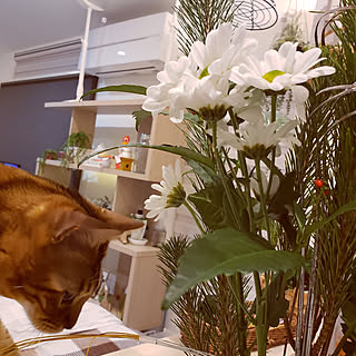 Hay ヘイ 花 黒猫のまとめページ Roomclip ルームクリップ