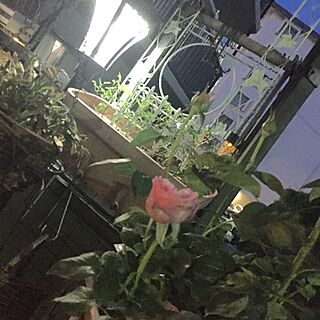 玄関/入り口/小春/薔薇のインテリア実例 - 2017-05-14 19:35:03