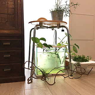 メダカ ポトスのインテリア実例 Roomclip ルームクリップ
