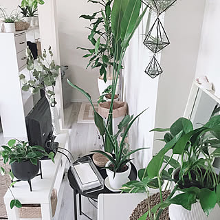 〇〇のある暮らし/ホヤ/H&M HOME/グリーンのある暮らし/観葉植物...などのインテリア実例 - 2020-01-22 00:14:06