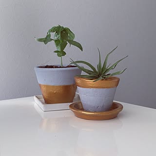 リメイク鉢 アクリル絵の具のインテリア実例 Roomclip ルームクリップ リメイク鉢 アクリル絵の具のインテリア実例 Roomclip ルームクリップ