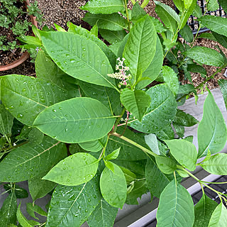 放置庭のインテリア実例 Roomclip ルームクリップ