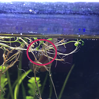 リビング/熱帯魚の卵⁉️/熱帯魚♡/アクアリウムのある暮らし/狭いながらも楽しい我が家♪...などのインテリア実例 - 2018-11-12 18:57:31