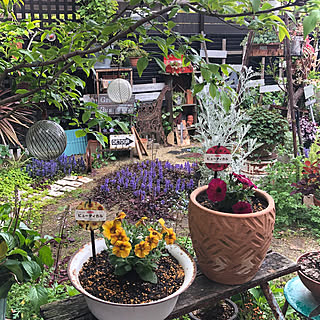 アジュガ ペチュニアのインテリア実例 Roomclip ルームクリップ