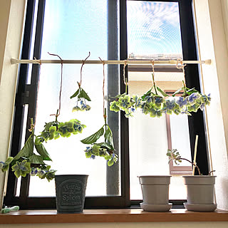 玄関 入り口 アジサイ コンペイトウのインテリア実例 Roomclip ルームクリップ