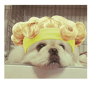 ペキニーズ犬のインテリア実例 Roomclip ルームクリップ ペキニーズ犬のインテリア実例 Roomclip ルームクリップ