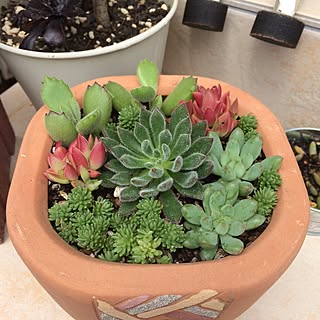 多肉寄せ植え 紅葉祭りのインテリア実例 Roomclip ルームクリップ