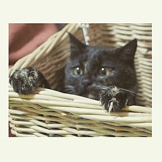 リビング/IG→ryohrkw/ねこ/うちのジジさん。/帰ってきてからずーっとついてくるジジさん...などのインテリア実例 - 2015-04-08 22:24:34