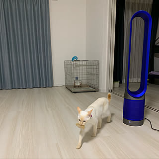 デニムカーテン/猫ゲージ/ダイソン空気清浄機能付きファン/ダイソン扇風機/ダイソン...などのインテリア実例 - 2019-08-13 20:46:16