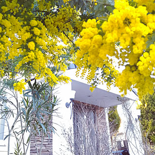 玄関/入り口/相変わらずイベント参加が下手です/コメントお気遣いなく♡/ミモザ/満開のミモザに遠い目です...などのインテリア実例 - 2019-04-14 07:35:15