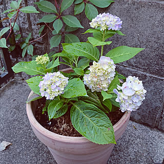 あじさい 霧島の恵のおしゃれなアレンジ 飾り方のインテリア実例 Roomclip ルームクリップ あじさい 霧島の恵のおしゃれなアレンジ 飾り方のインテリア実例 Roomclip ルームクリップ