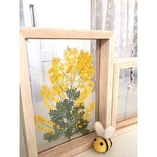 ミモザ 押し花のおしゃれなアレンジ 飾り方のインテリア実例 Roomclip ルームクリップ