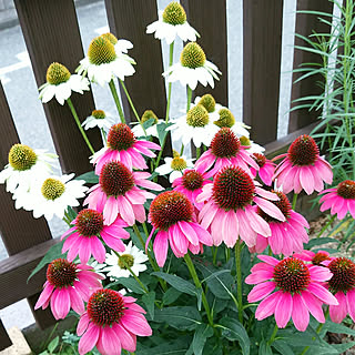 花壇 エキナセアのインテリア実例 Roomclip ルームクリップ