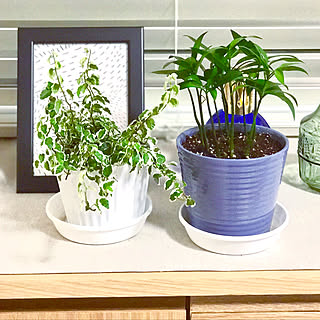 ダイソー ナギのインテリア実例 Roomclip ルームクリップ