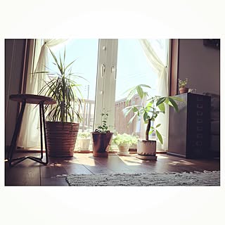 リビング/NO GREEN NO LIFE/観葉植物/緑のある暮らしのインテリア実例 - 2015-07-17 09:31:56