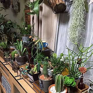日替わり投稿企画!木曜日/植物/いつもいいねやコメントありがとう♡♪/ニトリ/フェイクグリーン...などのインテリア実例 - 2017-07-06 20:26:11